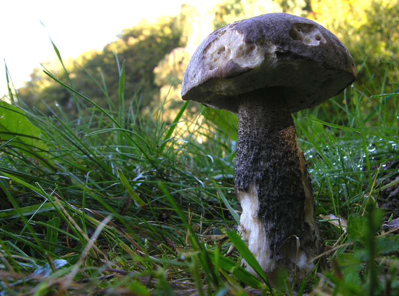 Funghi in primopiano...